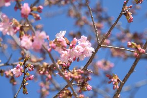 20170302サクラ　カワヅザクラ (河津桜) (2)